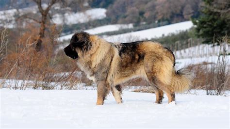 caucasian dog for sale